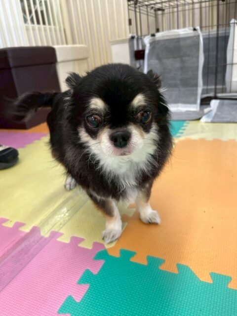 こまめちゃん🐶
本日はマロンちゃんやスタッフに尻尾をブンブンしてアピール‼️可愛いすぎました😍
歯磨きも上手にやらせてくれて頑張ってくれていました👍

🐾🐶愛犬のお悩みご相談ください🐶🐾
@kenkohmura_official
 ↑フォロー待ってます↑

〒955-0091 新潟県三条市上須頃大割４２８−１
☎︎ 0256-35-2571
✉️ info@kenkohmura.jp
HP: https://kenkohmura.jp
LINE: https://lin.ee/7LIz5sb

#犬幸村#犬の幼稚園 #吠える、噛む #犬のしつけ #トイレ
チワワチワワ可愛い