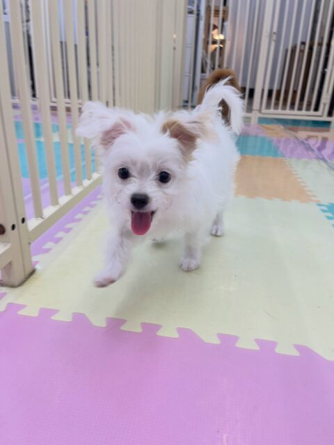 幼稚園体験に来てくれました🐶
とても明るい子で楽しそうに走り回ったり、ニコペットにいる子達と仲良く遊んでいました✨️
🐾🐶愛犬のお悩みご相談ください🐶🐾
@kenkohmura_official
↑フォロー待ってます↑
〒955-0091 新潟県三条市上須頃大割428−1
☎︎ 0256-35-2571
✉️ info@kenkohmura.jp
HP: https://kenkohmura.jp
LINE: https://lin.ee/7LIz5sb
#犬幸村#犬の幼稚園 #吠える噛む #犬のしつけ #トイレ
ミックス犬 ミックス犬可愛い ミックス犬大好き