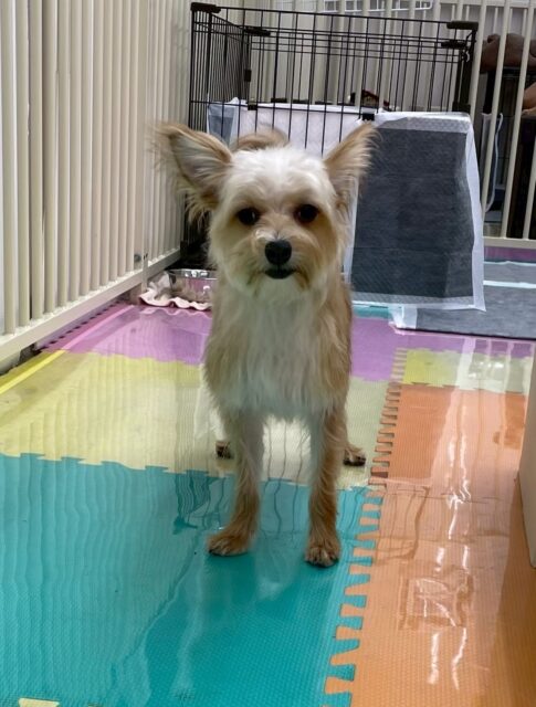 初来園のこてつちゃん🐶
本日最初は以前の幼稚園体験のような感じで少し周りを警戒したり、匂いを嗅がれるのは少し苦手なようでした‼️

ですが徐々に慣れて来て、園内を走り回ったり、みんなに匂いを嗅がれたりしてもだいぶ平気そうになって来ていました👍

🐾🐶愛犬のお悩みご相談ください🐶🐾
@kenkohmura_official
 ↑フォロー待ってます↑

〒955-0091 新潟県三条市上須頃大割４２８−１
☎︎ 0256-35-2571
✉️ info@kenkohmura.jp
HP: https://kenkohmura.jp
LINE: https://lin.ee/7LIz5sb

#犬幸村#犬の幼稚園 #吠える、噛む #犬のしつけ #トイレ
ミックスミックス犬ミックス犬可愛いミックス犬大好きミックス犬倶楽部