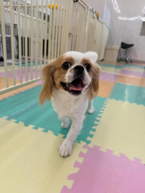 らぶちゃん🐶
本日は朝からモカちゃんやププちゃん、ニコペットのちびっ子達と大はしゃぎで遊び回ったりして楽しんでいました🤭
みんなと遊びすぎて疲れて休憩をして、また走り回っていました🤣

🐾🐶愛犬のお悩みご相談ください🐶🐾
@kenkohmura_official
 ↑フォロー待ってます↑

〒955-0091 新潟県三条市上須頃大割４２８−１
☎︎ 0256-35-2571
✉️ info@kenkohmura.jp
HP: https://kenkohmura.jp
LINE: https://lin.ee/7LIz5sb

#犬幸村#犬の幼稚園 #吠える、噛む #犬のしつけ #トイレ
ミックスミックス犬ミックス犬可愛いミックス犬大好きミックス倶楽部