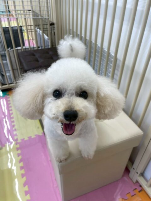 こむぎちゃん🐶
スタッフに撫でられて気持ちよさそうにしたり、久しぶりにバランスボールに挑戦したら上手に乗っていました😆
🐾🐶愛犬のお悩みご相談ください🐶🐾
@kenkohmura_official
↑フォロー待ってます↑
〒955-0091 新潟県三条市上須頃大割428−1
☎︎ 0256-35-2571
✉️ info@kenkohmura.jp
HP: https://kenkohmura.jp
LINE: https://lin.ee/7LIz5sb
#犬幸村#犬の幼稚園 #吠える噛む #犬のしつけ #トイレ
トイプードル トイプードル大好き トイプードル可愛い