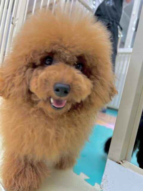 ププちゃん🐶
本日も朝からみんなで走り回ったり、ぽこちゃんのことが気に入ったのか、たくさん匂いを嗅いだり、遊びに誘ったりして過ごしていました😆

🐾🐶愛犬のお悩みご相談ください🐶🐾
@kenkohmura_official
 ↑フォロー待ってます↑

〒955-0091 新潟県三条市上須頃大割４２８−１
☎︎ 0256-35-2571
✉️ info@kenkohmura.jp
HP: https://kenkohmura.jp
LINE: https://lin.ee/7LIz5sb

#犬幸村#犬の幼稚園 #吠える、噛む #犬のしつけ #トイレ
トイプートイプー可愛いトイプー大好きトイプー倶楽部