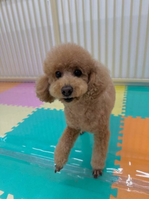 ポコちゃん🐶
本日はかなり相性が良いメンバーが集まりました‼️特にふうちゃんやまるちゃん、のりまきちゃんやププちゃん達と激しく走り回ったり、ワンプロを仕掛けあったりして楽しんでいました👍

🐾🐶愛犬のお悩みご相談ください🐶🐾
@kenkohmura_official
 ↑フォロー待ってます↑

〒955-0091 新潟県三条市上須頃大割４２８−１
☎︎ 0256-35-2571
✉️ info@kenkohmura.jp
HP: https://kenkohmura.jp
LINE: https://lin.ee/7LIz5sb

#犬幸村#犬の幼稚園 #吠える、噛む #犬のしつけ #トイレ
トイプートイプー可愛いトイプー大好きトイプー倶楽部トイプー可愛いすぎる