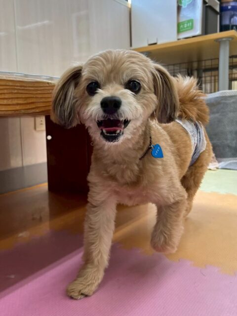 コジロウちゃん🐶
⁡
今日は、NICOPETにいる子達と楽しそうに走り回ったりして遊んでいました！🥰
また、店内へお散歩に行った時は、いつも歩けないところを頑張って歩いていました！😊
⁡
🐾🐶愛犬のお悩みご相談ください🐶🐾
@kenkohmura_official
↑フォロー待ってます↑

☎︎ 0〒955-0091 新潟県三条市上須頃大割４２８−１256-35-2571
✉️ info@kenkohmura.jp
HP: https://kenkohmura.jp
LINE: https://lin.ee/7LIz5sb

#犬幸村#犬の幼稚園 #吠える、噛む #犬のしつけ #トイレ ミックス犬 ミックス犬大好き ミックス犬との暮らし