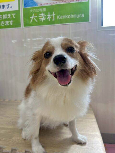 マロンちゃん🐶
本日は朝から大好きなリラちゃんやヤン丸と挨拶をしあったり、みんなで匂いを嗅ぎ合ったり、走り回ったりして過ごしていました👍

🐾🐶愛犬のお悩みご相談ください🐶🐾
@kenkohmura_official
 ↑フォロー待ってます↑

〒955-0091 新潟県三条市上須頃大割４２８−１
☎︎ 0256-35-2571
✉️ info@kenkohmura.jp
HP: https://kenkohmura.jp
LINE: https://lin.ee/7LIz5sb

#犬幸村#犬の幼稚園 #吠える、噛む #犬のしつけ #トイレ
パピヨンパピヨン可愛いパピヨン大好きパピヨン倶楽部