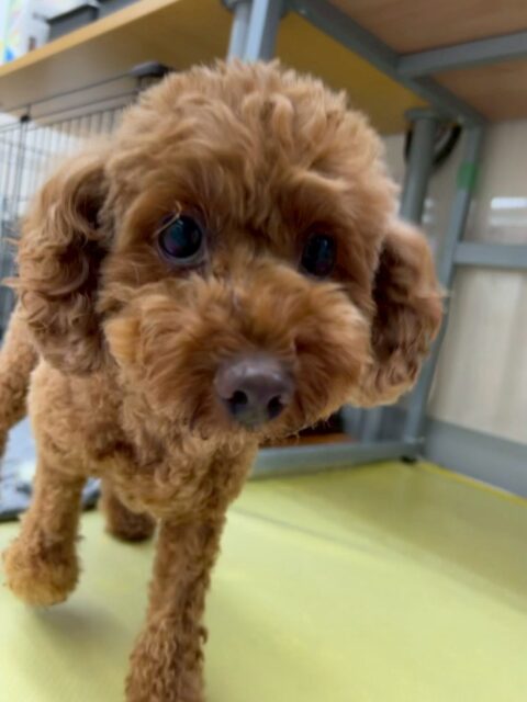 もこちゃん🐶
⁡
今日は、ぽん太ちゃんと楽しそうにお喋りしたり園内を走り回ったりしていました！😁
また、スタッフに名前を呼ばれると「今呼んだよね！」と言ってスタッフに構ってアピールしていました！☺️
⁡
🐾🐶愛犬のお悩みご相談ください🐶🐾
@kenkohmura_official
↑フォロー待ってます↑

☎︎ 0〒955-0091 新潟県三条市上須頃大割４２８−１256-35-2571
✉️ info@kenkohmura.jp
HP: https://kenkohmura.jp
LINE: https://lin.ee/7LIz5sb

#犬幸村#犬の幼稚園 #吠える、噛む #犬のしつけ #トイレ トイプードル トイプードル大好き トイプードルとの暮らし
