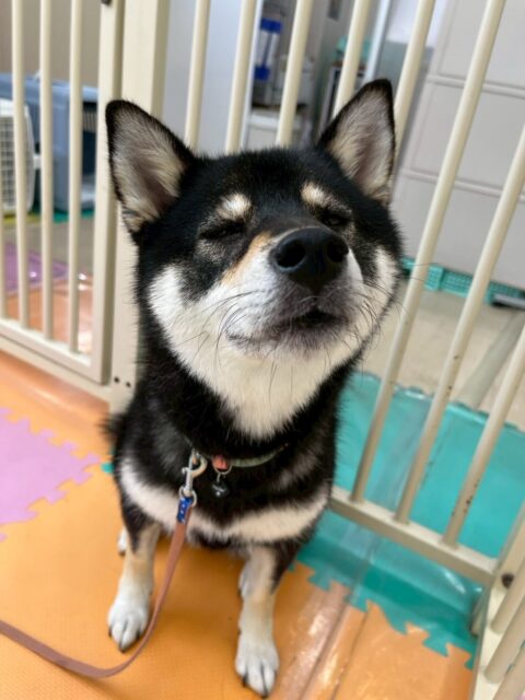 つむぎちゃん🐶
本日はスタッフに甘えん坊なつむぎちゃん‼️撫でて〜と自分から近くに来たりして可愛かったです😍
園内では柵越しにまるちゃんやカイちゃん、ニコペットのちびっ子達と激しいお話し合いをしたりしていました👍
🐾🐶愛犬のお悩みご相談ください🐶🐾
@kenkohmura_official
↑フォロー待ってます↑
〒955-0091 新潟県三条市上須頃大割428−1
☎︎ 0256-35-2571
✉️ info@kenkohmura.jp
HP: https://kenkohmura.jp
LINE: https://lin.ee/7LIz5sb
#犬幸村#犬の幼稚園 #吠える、噛む #犬のしつけ #トイレ
柴犬柴犬可愛い柴犬大好き柴犬倶楽部柴犬可愛いすぎる