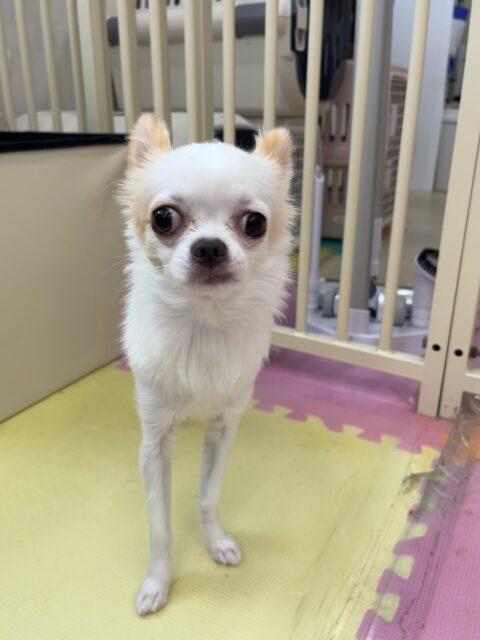 テンちゃん🐶
久しぶりの来園で最初緊張してましたがなれてきたらスタッフにあまえたり、こまめちゃんと挨拶したりしていました☺️
🐾🐶愛犬のお悩みご相談ください🐶🐾
@kenkohmura_official
 ↑フォロー待ってます↑

〒955-0091 新潟県三条市上須頃大割４２８−１
☎︎ 0256-35-2571
✉️ info@kenkohmura.jp
HP: https://kenkohmura.jp
LINE: https://lin.ee/7LIz5sb

#犬幸村#犬の幼稚園 #吠える噛む #犬のしつけ #トイレ
 チワワ チワワ可愛い チワワ大好き