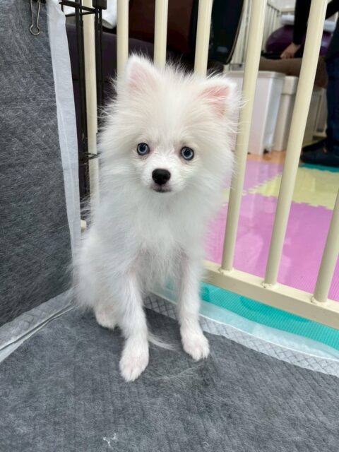 ぽこちゃん🐶
本日はトイレトレーニング2日目‼️本日は昨日よりも成功率が上がり、失敗も無し‼️非常に頑張ってくれました👍

園内では昨日よりも園内に出る時間も多く、いろんな子達とコミュニケーションを取れていて非常に良かったです👏

🐾🐶愛犬のお悩みご相談ください🐶🐾
@kenkohmura_official
 ↑フォロー待ってます↑

〒955-0091 新潟県三条市上須頃大割４２８−１
☎︎ 0256-35-2571
✉️ info@kenkohmura.jp
HP: https://kenkohmura.jp
LINE: https://lin.ee/7LIz5sb

#犬幸村#犬の幼稚園 #吠える、噛む #犬のしつけ #トイレ
ポメラニアンポメラニアン大好きポメラニアン倶楽部ポメラニアン可愛い