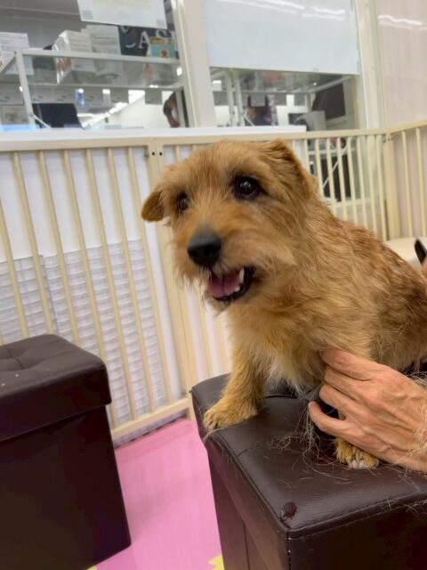 ゴローちゃん🐶
本日は来園して早々につむぎちゃんやププちゃん達の匂いを嗅いだり、挨拶をしたりして上手にコミュニケーションをとっていました🤭

🐾🐶愛犬のお悩みご相談ください🐶🐾
@kenkohmura_official
 ↑フォロー待ってます↑

〒955-0091 新潟県三条市上須頃大割４２８−１
☎︎ 0256-35-2571
✉️ info@kenkohmura.jp
HP: https://kenkohmura.jp
LINE: https://lin.ee/7LIz5sb

#犬幸村#犬の幼稚園 #吠える、噛む #犬のしつけ #トイレ
ノーフォークノーフォークテリアノーフォークテリア可愛いノーフォークテリア大好きノーフォークテリア倶楽部