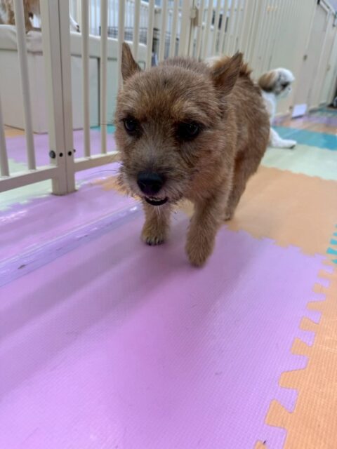 本日の鶴丸🐶
本日はつむぎちゃんを遊びに誘ったり、ニコペットのちびっ子達と走り回ったりして楽しんでいました🤭
🐾🐶愛犬のお悩みご相談ください🐶🐾
@kenkohmura_official
↑フォロー待ってます↑
〒955-0091 新潟県三条市上須頃大割428−1
☎︎ 0256-35-2571
✉️ info@kenkohmura.jp
HP: https://kenkohmura.jp
LINE: https://lin.ee/7LIz5sb
#犬幸村#犬の幼稚園 #吠える、噛む #犬のしつけ #トイレ
ノーリッチテリアノーリッチテリア可愛いテリア大好きテリア倶楽部テリア可愛すぎる