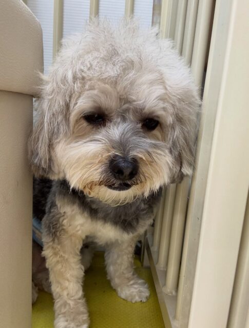 オレオちゃん🐶
本日歯磨きトレーニングを開始して1年11ヶ月が経ちました
歯の状態は変わらずにキープできているのでこのままキープを意識して頑張っていきましょう✊

園内ではリラちゃんがお気に入りのようで、遊びを誘ったり、ベンとちょっかいを出し合ったりして楽しそうに過ごしていました🤭

🐾🐶愛犬のお悩みご相談ください🐶🐾
@kenkohmura_official
 ↑フォロー待ってます↑

〒955-0091 新潟県三条市上須頃大割４２８−１
☎︎ 0256-35-2571
✉️ info@kenkohmura.jp
HP: https://kenkohmura.jp
LINE: https://lin.ee/7LIz5sb

#犬幸村#犬の幼稚園 #吠える、噛む #犬のしつけ #トイレ
ミックスミックス犬ミックス犬可愛いミックス犬大好きミックス犬倶楽部