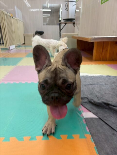 まるちゃん🐶
今日も一日中元気に走り回ったり、のりまきちゃんやふうちゃんと楽しそうに遊んでいました🎶
疲れ知らずのまるちゃんでした🙌
🐾🐶愛犬のお悩みご相談ください🐶🐾
@kenkohmura_official
 ↑フォロー待ってます↑

〒955-0091 新潟県三条市上須頃大割４２８−１
☎︎ 0256-35-2571
✉️ info@kenkohmura.jp
HP: https://kenkohmura.jp
LINE: https://lin.ee/7LIz5sb

#犬幸村#犬の幼稚園 #吠える噛む #犬のしつけ #トイレ
 フレンチブルドッグ フレンチブルドッグ可愛い フレンチブルドッグ大好き