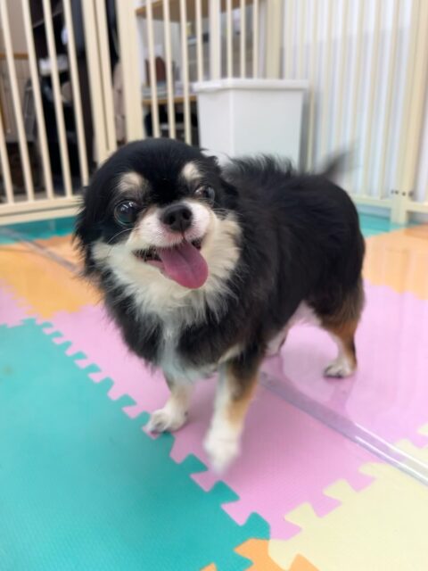 こまめちゃん🐶
スタッフに撫でて〜とおしり向けてアピールしたりしていました😁
🐾🐶愛犬のお悩みご相談ください🐶🐾
@kenkohmura_official
 ↑フォロー待ってます↑

〒955-0091 新潟県三条市上須頃大割４２８−１
☎︎ 0256-35-2571
✉️ info@kenkohmura.jp
HP: https://kenkohmura.jp
LINE: https://lin.ee/7LIz5sb

#犬幸村#犬の幼稚園 #吠える噛む #犬のしつけ #トイレ
 チワワ チワワ可愛い チワワ大好き