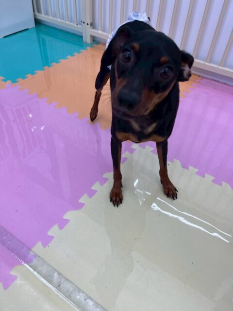 ちょこたんちゃん🐶
本日歯磨きトレーニングを開始して1年7ヶ月が経ちました
歯の状態は相変わらず綺麗にキープされていて非常に順調です‼️このままキープを意識して頑張っていきましょう✊

園内ではきりまるちゃんや、ププちゃん、チャリーちゃん達と激しく遊び回ったりして楽しそうに過ごしていました👍

🐾🐶愛犬のお悩みご相談ください🐶🐾
@kenkohmura_official
 ↑フォロー待ってます↑

〒955-0091 新潟県三条市上須頃大割４２８−１
☎︎ 0256-35-2571
✉️ info@kenkohmura.jp
HP: https://kenkohmura.jp
LINE: https://lin.ee/7LIz5sb

#犬幸村#犬の幼稚園 #吠える、噛む #犬のしつけ #トイレ
ミニピンミニピン可愛いミニピン大好きミニピン倶楽部ミニピン可愛すぎる