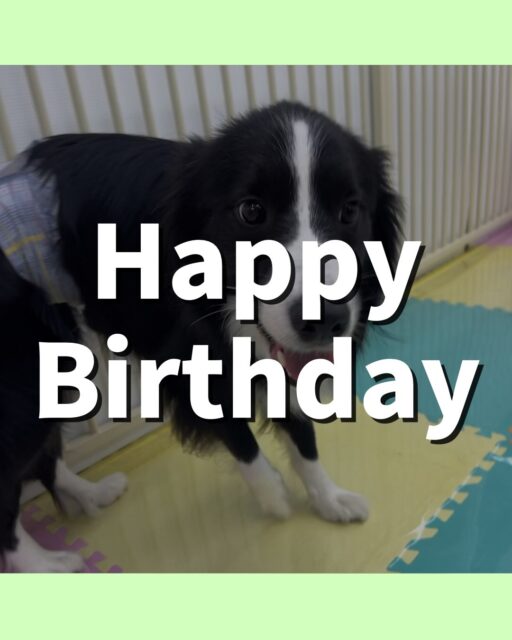 カイちゃん🐶
お誕生日おめでとうございます🎂👏🏻
ベンと挨拶したり、ニコペットにいる子達に遊びに誘われていたりしていました😆
歯磨きトレーニング開始して1年11ヶ月経過しました🦷🪥✨
歯の汚れこれ以上つかないように気をつけて歯磨き頑張りましょう!
🐾🐶愛犬のお悩みご相談ください🐶🐾
@kenkohmura_official
↑フォロー待ってます↑
〒955-0091 新潟県三条市上須頃大割428−1
☎︎ 0256-35-2571
✉️ info@kenkohmura.jp
HP: https://kenkohmura.jp
LINE: https://lin.ee/7LIz5sb
#犬幸村#犬の幼稚園 #吠える噛む #犬のしつけ #トイレ
ボーダーコリー ボーダーコリー可愛い ボーダーコリー大好き