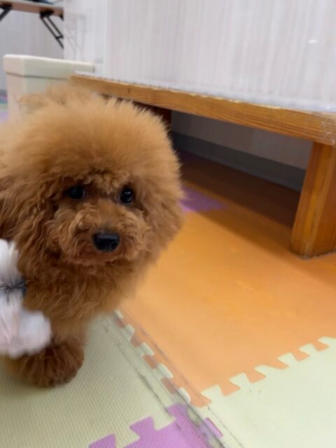 ププちゃん🐶
まるちゃんと激しく遊んでいました✨️
お散歩トレーニングでは楽しそうに歩いたり、お客さんに触ってもらえて満足そうでした🎶
🐾🐶愛犬のお悩みご相談ください🐶🐾
@kenkohmura_official
 ↑フォロー待ってます↑

〒955-0091 新潟県三条市上須頃大割４２８−１
☎︎ 0256-35-2571
✉️ info@kenkohmura.jp
HP: https://kenkohmura.jp
LINE: https://lin.ee/7LIz5sb

#犬幸村#犬の幼稚園 #吠える噛む #犬のしつけ #トイレ
 トイプードル トイプードル可愛い トイプードル大好き