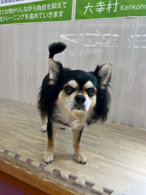 ゴロー丸ちゃん🐶
本日もスタッフの方の膝の上に自分から乗って見たりしてだいぶ人慣れも慣れてきた模様でした👍

園内ではクッキーちゃんやニコペットのちびっ子達の匂いをかいだり、挨拶をしたりしてコミュニケーションを取っていました👍

🐾🐶愛犬のお悩みご相談ください🐶🐾
@kenkohmura_official
 ↑フォロー待ってます↑

〒955-0091 新潟県三条市上須頃大割４２８−１
☎︎ 0256-35-2571
✉️ info@kenkohmura.jp
HP: https://kenkohmura.jp
LINE: https://lin.ee/7LIz5sb

#犬幸村#犬の幼稚園 #吠える、噛む #犬のしつけ #トイレ
チワワチワワ可愛いチワワ大好きチワワ倶楽部チワワ可愛いすぎる