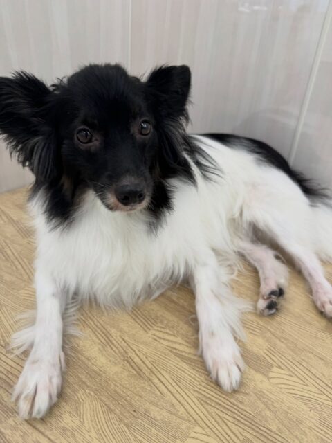 リラちゃん🐶
本日歯磨きトレーニングを開始して1年4ヶ月が経ちました
歯の状態は変わらずキープできています‼️このままキープを意識して継続していきましょう✊

園内では大好きなマロンちゃんと一緒に走り回ったり、みんなと軽いワンプロを仕掛けあったりして楽しんでいました👍

🐾🐶愛犬のお悩みご相談ください🐶🐾
@kenkohmura_official
 ↑フォロー待ってます↑

〒955-0091 新潟県三条市上須頃大割４２８−１
☎︎ 0256-35-2571
✉️ info@kenkohmura.jp
HP: https://kenkohmura.jp
LINE: https://lin.ee/7LIz5sb

#犬幸村#犬の幼稚園 #吠える、噛む #犬のしつけ #トイレ
ミックスミックス犬ミックス犬可愛いミックス犬大好きミックス犬倶楽部
