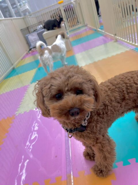 モカちゃん🐶
本日はいろんな子達に匂いを嗅がれたり、自分から挨拶をしに行ったりして、上手にコミュニケーションを取っていました👍

🐾🐶愛犬のお悩みご相談ください🐶🐾
@kenkohmura_official
 ↑フォロー待ってます↑

〒955-0091 新潟県三条市上須頃大割４２８−１
☎︎ 0256-35-2571
✉️ info@kenkohmura.jp
HP: https://kenkohmura.jp
LINE: https://lin.ee/7LIz5sb

#犬幸村#犬の幼稚園 #吠える、噛む #犬のしつけ #トイレ
トイプートイプー可愛いトイプー倶楽部トイプー大好きトイプー可愛いすぎる