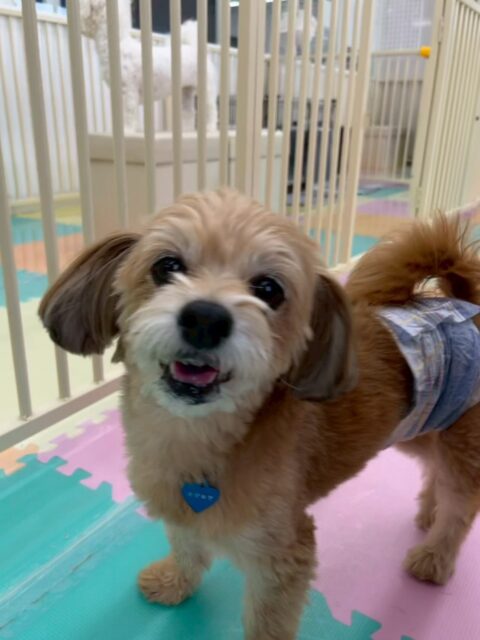 コジロウちゃん🐶
本日はモモちゃんやププちゃん、ぽん太、ニコペットのちびっ子達と走り回ったり、激しいワンプロを仕掛けあったりして非常に楽しんでいました👍

🐾🐶愛犬のお悩みご相談ください🐶🐾
@kenkohmura_official
 ↑フォロー待ってます↑

〒955-0091 新潟県三条市上須頃大割４２８−１
☎︎ 0256-35-2571
✉️ info@kenkohmura.jp
HP: https://kenkohmura.jp
LINE: https://lin.ee/7LIz5sb

#犬幸村#犬の幼稚園 #吠える、噛む #犬のしつけ #トイレ
ミックスミックス犬ミックス犬大好きミックス犬倶楽部ミックス犬可愛すぎる