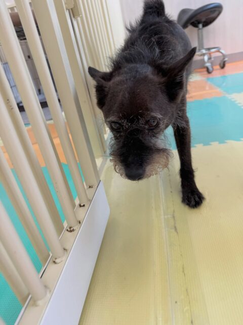 小乃輔ちゃん🐶
本日はまるちゃんに永遠に遊びを誘われていました🤣
すけちゃんもあまり嫌そうではなく、途中から乗って来たのか追いかけっこをしたり、ワンプロを仕掛けあったりして楽しんでいました🤭

🐾🐶愛犬のお悩みご相談ください🐶🐾
@kenkohmura_official
 ↑フォロー待ってます↑

〒955-0091 新潟県三条市上須頃大割４２８−１
☎︎ 0256-35-2571
✉️ info@kenkohmura.jp
HP: https://kenkohmura.jp
LINE: https://lin.ee/7LIz5sb

#犬幸村#犬の幼稚園 #吠える、噛む #犬のしつけ #トイレ
ミックスミックス犬ミックス犬可愛いミックス犬大好きミックス犬倶楽部