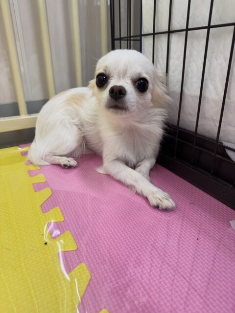 本日幼稚園体験に来てくれました🐶
最初周りを警戒したりして動けなかったり、匂いを嗅がれると唸ったりしていましたが、だんだん慣れて来たのか匂いを嗅がれるのは唸ったりしなくなりました👏
次は動いたり、自分から匂いを嗅ぎにいけるように頑張りましょう✊

🐾🐶愛犬のお悩みご相談ください🐶🐾
@kenkohmura_official
 ↑フォロー待ってます↑

〒955-0091 新潟県三条市上須頃大割４２８−１
☎︎ 0256-35-2571
✉️ info@kenkohmura.jp
HP: https://kenkohmura.jp
LINE: https://lin.ee/7LIz5sb

#犬幸村#犬の幼稚園 #吠える、噛む #犬のしつけ #トイレ
チワワチワワ可愛いチワワ大好きチワワ倶楽部