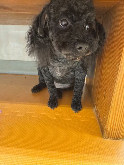 イブちゃん＆ルイちゃん🐶
本日歯磨きトレーニングを開始して1年11ヶ月が経ちました
歯の状態は変わりなくキープできているのでさらに綺麗になるように継続をしていきましょう✊

園内でイブちゃんはまるちゃんやペリーちゃん達にちょっかいを出されたりしてブチギレていました🤣

ルイちゃんは自分から遊びを誘ってヤンチャ組のみんなと走り回ったり、ワンプロを仕掛けあったりして楽しそうに過ごしていました👍

🐾🐶愛犬のお悩みご相談ください🐶🐾
@kenkohmura_official
 ↑フォロー待ってます↑

〒955-0091 新潟県三条市上須頃大割４２８−１
☎︎ 0256-35-2571
✉️ info@kenkohmura.jp
HP: https://kenkohmura.jp
LINE: https://lin.ee/7LIz5sb

#犬幸村#犬の幼稚園 #吠える、噛む #犬のしつけ #トイレ
トイプートイプー可愛いトイプー大好きトイプー倶楽部