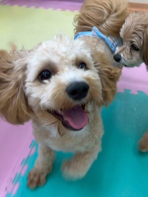 モモちゃん🐶
本日はコジロウちゃんやぽん太、ニコペットのちびっ子達とワンプロを仕掛けあったり、みんなで走り回ったりして過ごしていました😆

🐾🐶愛犬のお悩みご相談ください🐶🐾
@kenkohmura_official
 ↑フォロー待ってます↑

〒955-0091 新潟県三条市上須頃大割４２８−１
☎︎ 0256-35-2571
✉️ info@kenkohmura.jp
HP: https://kenkohmura.jp
LINE: https://lin.ee/7LIz5sb

#犬幸村#犬の幼稚園 #吠える、噛む #犬のしつけ #トイレ
ミックスミックス犬ミックス犬大好きミックス犬倶楽部