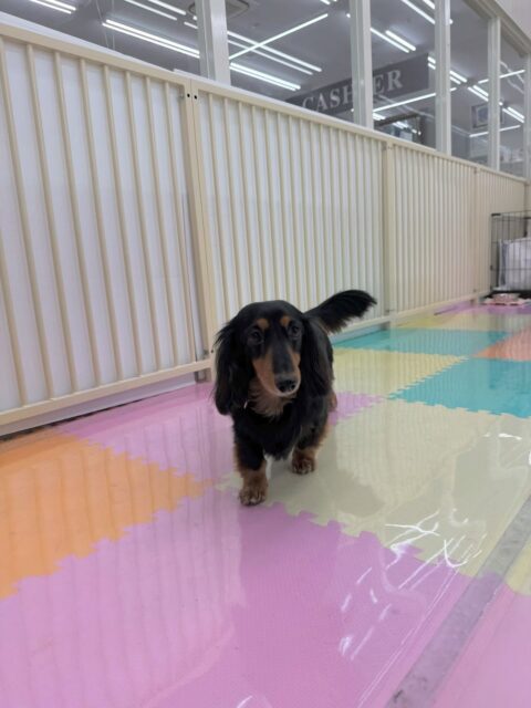 クッキーちゃん🐶
本日はスタッフに甘えん坊な1日を過ごしていました👍スタッフについて走ってみたり、寝転がって撫でて〜と可愛いアピールをしてくれたりして可愛いすぎました😍

🐾🐶愛犬のお悩みご相談ください🐶🐾
@kenkohmura_official
 ↑フォロー待ってます↑

〒955-0091 新潟県三条市上須頃大割４２８−１
☎︎ 0256-35-2571
✉️ info@kenkohmura.jp
HP: https://kenkohmura.jp
LINE: https://lin.ee/7LIz5sb

#犬幸村#犬の幼稚園 #吠える、噛む #犬のしつけ #トイレ
ダックスダックス可愛いダックス倶楽部ダックス可愛いすぎるダックス大好き