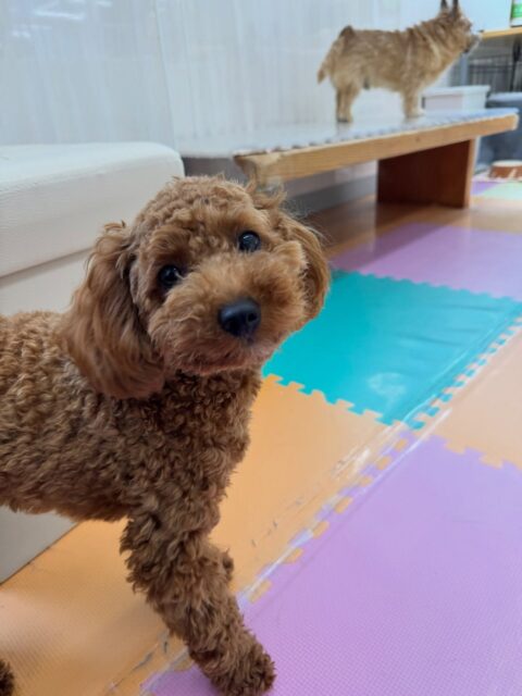 モカちゃん🐶
本日歯磨きトレーニングをを開始して5ヶ月が経ちました🦷
歯の状態はとても綺麗で非常に良いのでこのまま継続を意識して歯の状態を保ちましょう✊

園内では朝からはしゃぎ回ってみんなと追いかけっこをしたり、ワンプロを仕掛けあったりしていました😆
午前中に遊び疲れたのか夕方はまったり過ごしていました🤣

🐾🐶愛犬のお悩みご相談ください🐶🐾
@kenkohmura_official
 ↑フォロー待ってます↑

〒955-0091 新潟県三条市上須頃大割４２８−１
☎︎ 0256-35-2571
✉️ info@kenkohmura.jp
HP: https://kenkohmura.jp
LINE: https://lin.ee/7LIz5sb

#犬幸村#犬の幼稚園 #吠える、噛む #犬のしつけ #トイレ
トイプートイプー可愛いトイプー大好きトイプー倶楽部トイプー可愛いすぎる