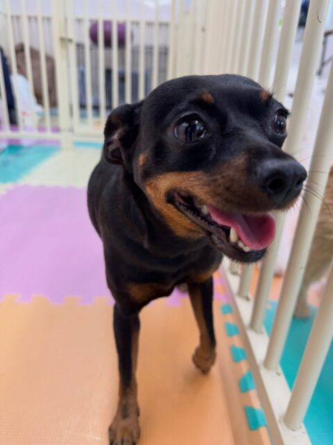 クールちゃん＆カノアちゃん🐶
本日歯磨きトレーニングを開始して1年11ヶ月が経ちました
歯の状態は変わらずキープ‼️このまま継続を意識して頑張りましょう✊

園内でクールちゃんはむくちゃんやププちゃん、ニコペットのちびっ子達に遊びに誘われたりして過ごしていました😆

カノアちゃんはやん丸に匂いを嗅がれたり、ブーちゃんと柵越しに追いかけっこをしたりして楽しんでいました👍

🐾🐶愛犬のお悩みご相談ください🐶🐾
@kenkohmura_official
 ↑フォロー待ってます↑

〒955-0091 新潟県三条市上須頃大割４２８−１
☎︎ 0256-35-2571
✉️ info@kenkohmura.jp
HP: https://kenkohmura.jp
LINE: https://lin.ee/7LIz5sb

#犬幸村#犬の幼稚園 #吠える、噛む #犬のしつけ #トイレ
ミニピンミニピン可愛いミックスミックス犬
