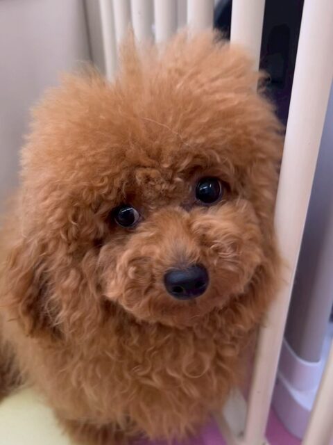 ププちゃん🐶
本日も朝から最後までハイテンションなププちゃん‼️走り回ったり、ワンプロを仕掛けあったり追いかけっこをして大はしゃぎでした🤣

🐾🐶愛犬のお悩みご相談ください🐶🐾
@kenkohmura_official
 ↑フォロー待ってます↑

〒955-0091 新潟県三条市上須頃大割４２８−１
☎︎ 0256-35-2571
✉️ info@kenkohmura.jp
HP: https://kenkohmura.jp
LINE: https://lin.ee/7LIz5sb

#犬幸村#犬の幼稚園 #吠える、噛む #犬のしつけ #トイレ
トイプートイプー可愛いトイプー大好きトイプー倶楽部トイプー可愛いすぎる