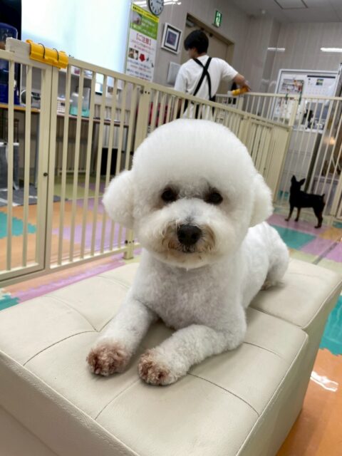 よもぎちゃん🐶
本日はむくちゃんや、ビビちゃん、やん丸達に匂いを嗅がれたり、挨拶をしあったりして過ごしていました😆

カットではかなり短めにイメージチェンジ‼️夏ぽくなり、さらに可愛くなりました😍

🐾🐶愛犬のお悩みご相談ください🐶🐾
@kenkohmura_official
 ↑フォロー待ってます↑

〒955-0091 新潟県三条市上須頃大割４２８−１
☎︎ 0256-35-2571
✉️ info@kenkohmura.jp
HP: https://kenkohmura.jp
LINE: https://lin.ee/7LIz5sb

#犬幸村#犬の幼稚園 #吠える、噛む #犬のしつけ #トイレ
ミックスミックス犬ミックス犬可愛いミックス犬大好きミックス犬倶楽部