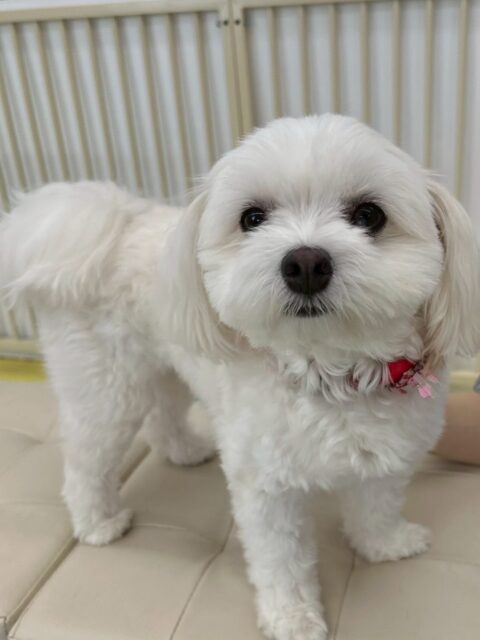 むくちゃん🐶
本日は朝からかなりハイテンションで遊びに誘ったり、ワンプロを仕掛けあったり、スタッフに対してすごく可愛いアピールをたくさんしてくれました😍

🐾🐶愛犬のお悩みご相談ください🐶🐾
@kenkohmura_official
 ↑フォロー待ってます↑

〒955-0091 新潟県三条市上須頃大割４２８−１
☎︎ 0256-35-2571
✉️ info@kenkohmura.jp
HP: https://kenkohmura.jp
LINE: https://lin.ee/7LIz5sb

#犬幸村#犬の幼稚園 #吠える、噛む #犬のしつけ #トイレ
ミックスミックス犬ミックス犬可愛いミックス犬大好きミックス犬倶楽部