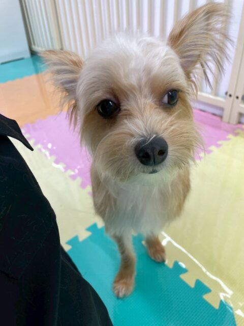 こてつちゃん🐶
体験に来た子が気になったみたいで臭い嗅いだりしていました😄
カットやお手入れも頑張っていました✂️
🐾🐶愛犬のお悩みご相談ください🐶🐾
@kenkohmura_official
↑フォロー待ってます↑
〒955-0091 新潟県三条市上須頃大割428−1
☎︎ 0256-35-2571
✉️ info@kenkohmura.jp
HP: https://kenkohmura.jp
LINE: https://lin.ee/7LIz5sb
#犬幸村#犬の幼稚園 #吠える噛む #犬のしつけ #トイレ
ミックス犬 ミックス犬可愛い ミックス犬大好き