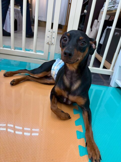 ちょこたんちゃん🐶
今日はまめちゃんと柵越しに激しくおしゃべりをしたり、モカちゃんにプロレスごっこを仕掛けたりしていました😆
モカちゃんのことがすごく気に入ったようで一生懸命アピールする姿が可愛かったです🥰
🐾🐶愛犬のお悩みご相談ください🐶🐾
@kenkohmura_official
↑フォロー待ってます↑
〒955-0091 新潟県三条市上須頃大割428−1
☎︎ 0256-35-2571
✉️ info@kenkohmura.jp
HP: https://kenkohmura.jp
LINE: https://lin.ee/7LIz5sb
#犬幸村#犬の幼稚園 #吠える、噛む #犬のしつけ #トイレ
ミニチュアピンシャー ミニピン ミニピンだいすき