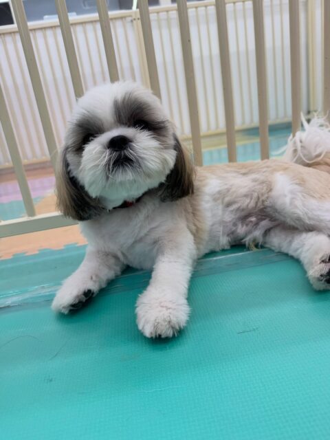 まるちゃん🐶
本日は初めましての子達がたくさんいて挨拶がいつもよりも控えめでした🤭上手にコミュニケーションを取れていて遊びの誘い方も控えめで上手でした👍
🐾🐶愛犬のお悩みご相談ください🐶🐾
@kenkohmura_official
↑フォロー待ってます↑
〒955-0091 新潟県三条市上須頃大割428−1
☎︎ 0256-35-2571
✉️ info@kenkohmura.jp
HP: https://kenkohmura.jp
LINE: https://lin.ee/7LIz5sb
#犬幸村#犬の幼稚園 #吠える、噛む #犬のしつけ #トイレ
シーズーシーズー可愛いシーズー大好きシーズー倶楽部シーズー可愛いすぎる