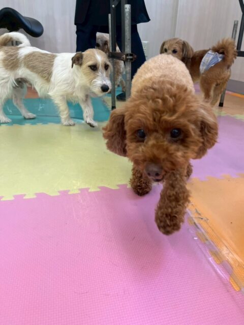 もこちゃん🐶
本日はニコペットのちびっ子達にしつこく遊びに誘われたり、ちびっ子達がイタズラをしていると走ってきて叱ってくれていました👍

🐾🐶愛犬のお悩みご相談ください🐶🐾
@kenkohmura_official
 ↑フォロー待ってます↑

〒955-0091 新潟県三条市上須頃大割４２８−１
☎︎ 0256-35-2571
✉️ info@kenkohmura.jp
HP: https://kenkohmura.jp
LINE: https://lin.ee/7LIz5sb

#犬幸村#犬の幼稚園 #吠える、噛む #犬のしつけ #トイレ
トイプートイプー可愛いトイプー倶楽部トイプー大好きトイプー可愛いすぎる