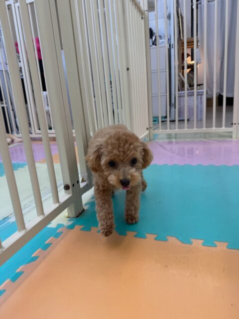 風夾ちゃん🐶
本日はかなり他の子達とコミュニケーションを取れていました👍ププちゃんやぽこちゃん、ニコペットのちびっ子達と匂いを嗅ぎ合ったり、園内を走り回ったりして過ごしていました👏

🐾🐶愛犬のお悩みご相談ください🐶🐾
@kenkohmura_official
 ↑フォロー待ってます↑

〒955-0091 新潟県三条市上須頃大割４２８−１
☎︎ 0256-35-2571
✉️ info@kenkohmura.jp
HP: https://kenkohmura.jp
LINE: https://lin.ee/7LIz5sb

#犬幸村#犬の幼稚園 #吠える、噛む #犬のしつけ #トイレ
トイプートイプー可愛いトイプー大好きトイプー倶楽部