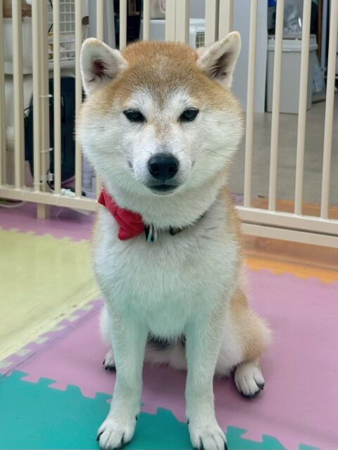 まめちゃん🐶
今日はすけちゃんやちょこたんちゃんとおしゃべりをしていました😊
すけちゃんがスタッフに撫でられていると「ぼくも!ぼくも!」と近寄ってくる姿が可愛かったです💗
🐾🐶愛犬のお悩みご相談ください🐶🐾
@kenkohmura_official
↑フォロー待ってます↑
〒955-0091 新潟県三条市上須頃大割428−1
☎︎ 0256-35-2571
✉️ info@kenkohmura.jp
HP: https://kenkohmura.jp
LINE: https://lin.ee/7LIz5sb
#犬幸村#犬の幼稚園 #吠える、噛む #犬のしつけ #トイレ
柴犬 柴 しば