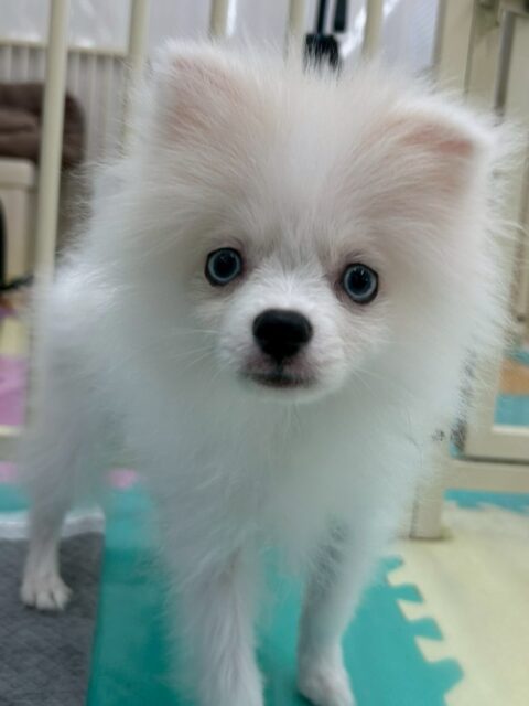 ぽこちゃん🐶
本日トイレトレーニング最終日でした‼️本日もミスなく上手にトイレできていました👍

園内にもかなり慣れてきたようで、自分から遊びを誘ったり、園内を大爆走したりして非常に楽しそうに過ごしていました👍

🐾🐶愛犬のお悩みご相談ください🐶🐾
@kenkohmura_official
 ↑フォロー待ってます↑

〒955-0091 新潟県三条市上須頃大割４２８−１
☎︎ 0256-35-2571
✉️ info@kenkohmura.jp
HP: https://kenkohmura.jp
LINE: https://lin.ee/7LIz5sb

#犬幸村#犬の幼稚園 #吠える、噛む #犬のしつけ #トイレ
ポメラニアンポメラニアン大好きポメラニアン倶楽部ポメラニアン大好き
