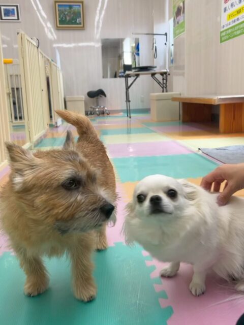 明日は木曜日休園日です🐶

🐾🐶愛犬のお悩みご相談ください🐶🐾
@kenkohmura_official
 ↑フォロー待ってます↑

〒955-0091 新潟県三条市上須頃大割４２８−１
☎︎ 0256-35-2571
✉️ info@kenkohmura.jp
HP: https://kenkohmura.jp
LINE: https://lin.ee/7LIz5sb

#犬幸村#犬の幼稚園 #吠える、噛む #犬のしつけ #トイレ
