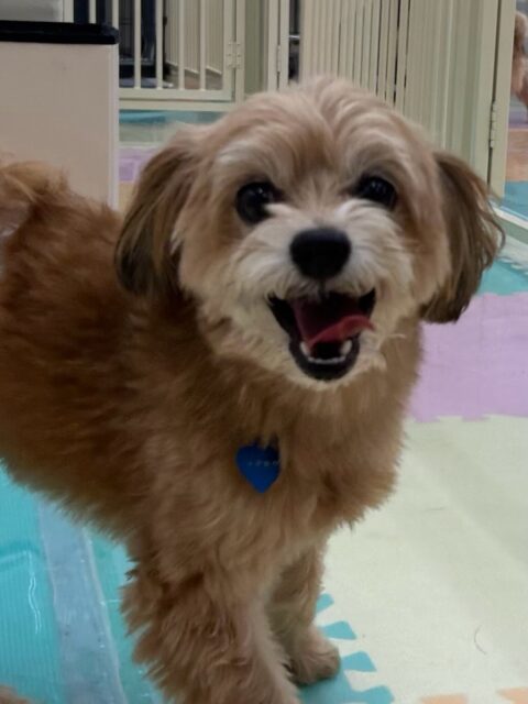 コジロウちゃん🐶
本日も園内ではちびっ子達やププちゃん、夏紬ちゃん、やん丸達と走り回ったり、激しいお話をしあったりして楽しんでいました🤭

🐾🐶愛犬のお悩みご相談ください🐶🐾
@kenkohmura_official
 ↑フォロー待ってます↑

〒955-0091 新潟県三条市上須頃大割４２８−１
☎︎ 0256-35-2571
✉️ info@kenkohmura.jp
HP: https://kenkohmura.jp
LINE: https://lin.ee/7LIz5sb

#犬幸村#犬の幼稚園 #吠える、噛む #犬のしつけ #トイレ
ミックスミックス犬ミックス犬可愛いミックス犬大好きミックス犬倶楽部