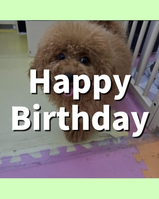 ププちゃん🐶
お誕生日おめでとうございます🎂👏🏻
いつもみんなと楽しそうに遊ぶププちゃん、今日も仲良く遊んでいました🎶
🐾🐶愛犬のお悩みご相談ください🐶🐾
@kenkohmura_official
↑フォロー待ってます↑
〒955-0091 新潟県三条市上須頃大割428−1
☎︎ 0256-35-2571
✉️ info@kenkohmura.jp
HP: https://kenkohmura.jp
LINE: https://lin.ee/7LIz5sb
#犬幸村#犬の幼稚園 #吠える噛む #犬のしつけ #トイレ
トイプードル トイプードル可愛い トイプードル大好き