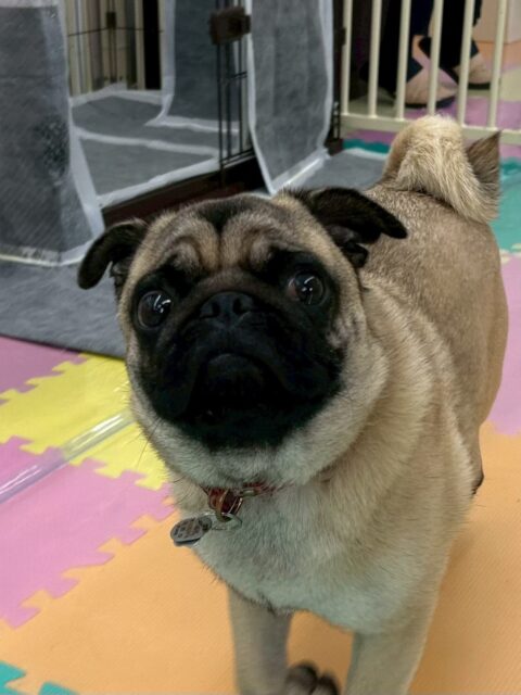 ブーちゃん🐶
本日は最初久しぶりのみんなとの挨拶に少し緊張していましたが、すぐに思い出したのか走り回ったり、ワンプロを仕掛けあったりして楽しんでいました👍

🐾🐶愛犬のお悩みご相談ください🐶🐾
@kenkohmura_official
 ↑フォロー待ってます↑

〒955-0091 新潟県三条市上須頃大割４２８−１
☎︎ 0256-35-2571
✉️ info@kenkohmura.jp
HP: https://kenkohmura.jp
LINE: https://lin.ee/7LIz5sb

#犬幸村#犬の幼稚園 #吠える、噛む #犬のしつけ #トイレ
パグパグ可愛いパグ大好きパグ倶楽部
