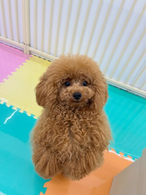 ププちゃん🐶
仲良しのモカちゃんと本日も楽しそうに遊んでいました🎶
体験に来てくれた子にもアピールしていました😊
🐾🐶愛犬のお悩みご相談ください🐶🐾
@kenkohmura_official
↑フォロー待ってます↑
〒955-0091 新潟県三条市上須頃大割428−1
☎︎ 0256-35-2571
✉️ info@kenkohmura.jp
HP: https://kenkohmura.jp
LINE: https://lin.ee/7LIz5sb
#犬幸村#犬の幼稚園 #吠える噛む #犬のしつけ #トイレ
トイプードル トイプードル大好き トイプードル可愛い