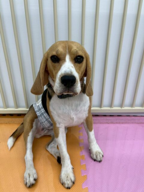 ジョージちゃん🐶
本日歯磨きトレーニングを開始して10ヶ月が経ちました🦷
歯の状態は少し汚れがついてきているので、継続をしてこれ以上汚れがつかないように歯磨きをしましょう✊

園内ではまるちゃんやチャリーちゃん達のスーパーヤンチャ組を相手に非常に楽しそうに遊び回って過ごしていました🤭
久しぶりのみんなと遊べて楽しそうな表情で過ごしていました👍

🐾🐶愛犬のお悩みご相談ください🐶🐾
@kenkohmura_official
 ↑フォロー待ってます↑

〒955-0091 新潟県三条市上須頃大割４２８−１
☎︎ 0256-35-2571
✉️ info@kenkohmura.jp
HP: https://kenkohmura.jp
LINE: https://lin.ee/7LIz5sb

#犬幸村#犬の幼稚園 #吠える、噛む #犬のしつけ #トイレ
ビーグルビーグル可愛いビーグル大好きビーグル倶楽部