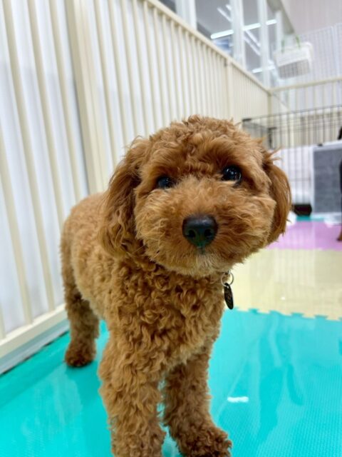 モカちゃん🐶
今日はちょこたんちゃんやププちゃんとプロレスごっこをして楽しそうでした😊
遊び疲れるとスタッフにぴったりくっついて甘えてくる姿が可愛かったです🥰
🐾🐶愛犬のお悩みご相談ください🐶🐾
@kenkohmura_official
↑フォロー待ってます↑
〒955-0091 新潟県三条市上須頃大割428−1
☎︎ 0256-35-2571
✉️ info@kenkohmura.jp
HP: https://kenkohmura.jp
LINE: https://lin.ee/7LIz5sb
#犬幸村#犬の幼稚園 #吠える、噛む #犬のしつけ #トイレ
トイプードル トイプー といぷー