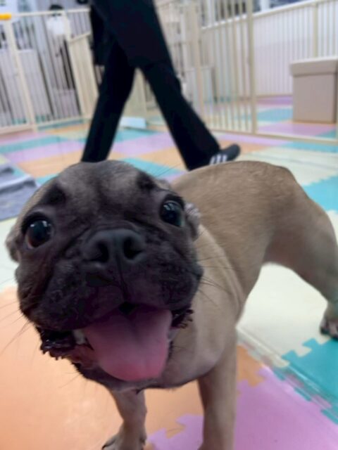まるちゃん🐶
本日も朝から夕方まで1日中遊びつくし、走り回り、はしゃぎ回り、お祭り状態でした🎉
みんなが疲れていても私は走れますよ‼️ともうアピールたまに怒られていました🤣
🐾🐶愛犬のお悩みご相談ください🐶🐾
@kenkohmura_official
↑フォロー待ってます↑
〒955-0091 新潟県三条市上須頃大割428−1
☎︎ 0256-35-2571
✉️ info@kenkohmura.jp
HP: https://kenkohmura.jp
LINE: https://lin.ee/7LIz5sb
#犬幸村#犬の幼稚園 #吠える、噛む #犬のしつけ #トイレ
フレブルフレブル可愛いフレブル倶楽部フレブル大好きフレブル可愛すぎる